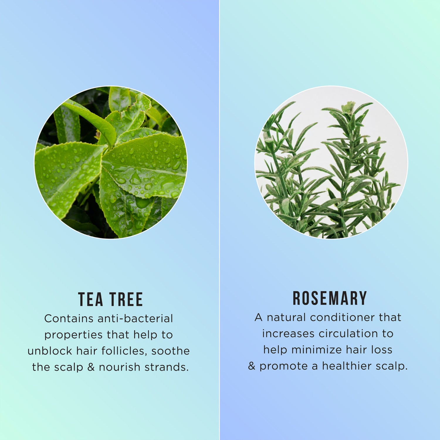 HASK Tea Tree Oil &amp; Rosemary 5-in1 Leave-In Spray