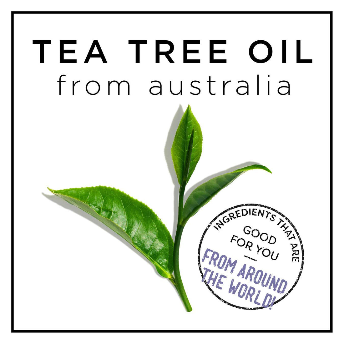 HASK Tea Tree Oil & Rosemary Invigorating Shampoo + Conditioner Combo